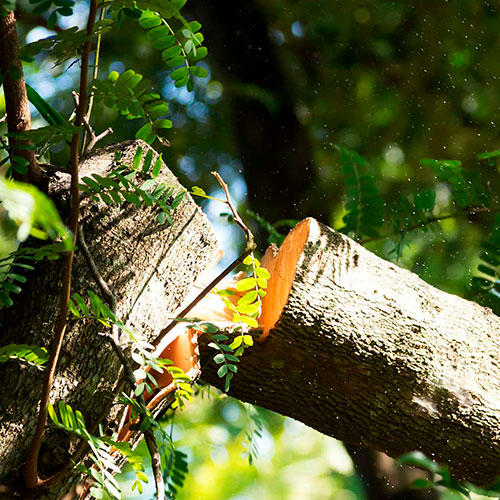 Tree Removal